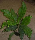 anthfruffles.jpg (10145 bytes)