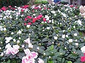 azalea.jpg (21939 bytes)