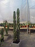 bluespiralcereus.jpg (12858 bytes)