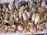cactusassortment.jpg (20119 bytes)
