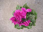 cyclamen.jpg (13657 bytes)